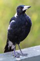 marys magpie
